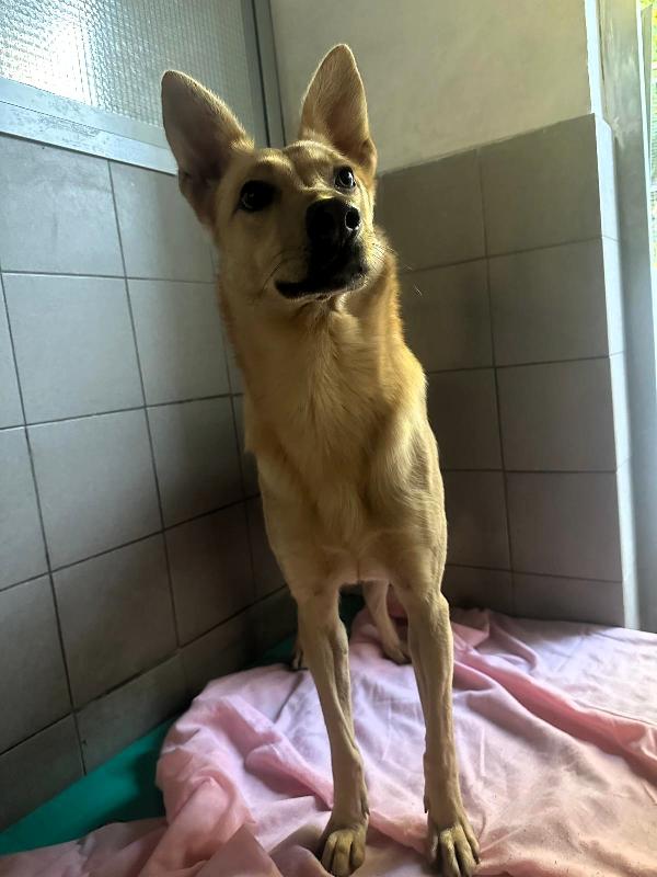 MANUEL CAGNOLINO TIMIDO Foto 7